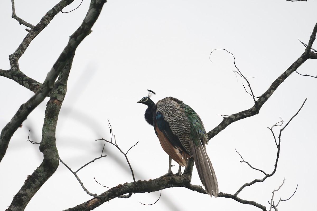 Indian Peafowl - ML620178131