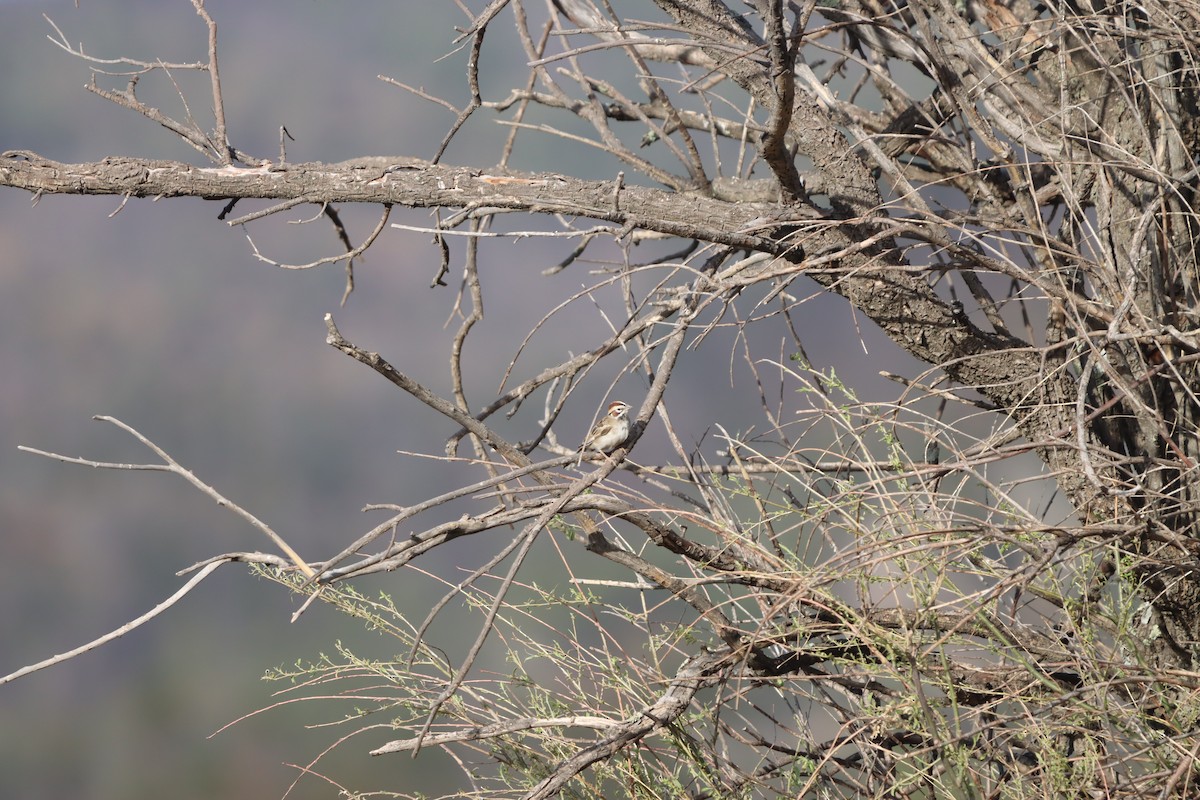 Lark Sparrow - ML620178141