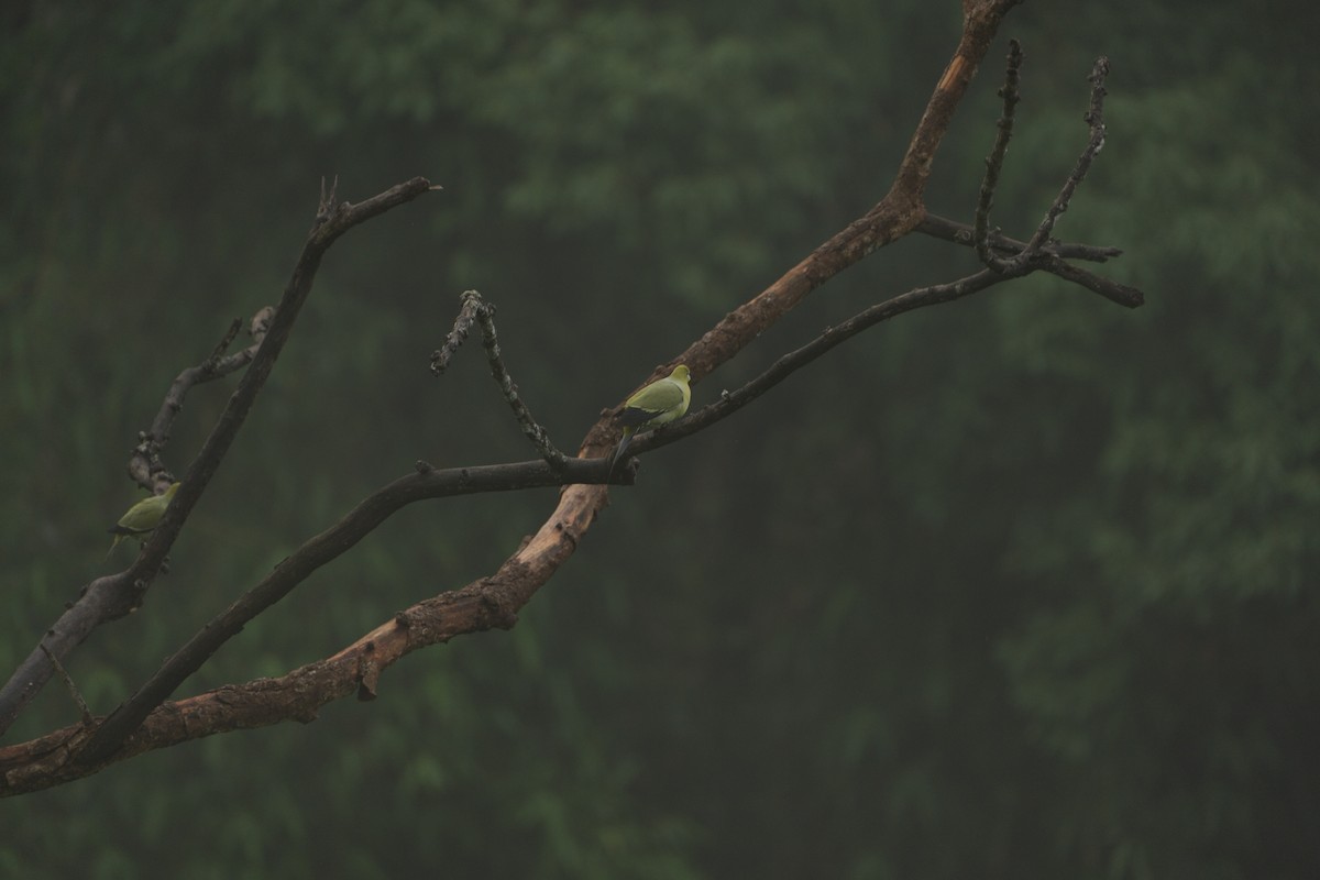 Pin-tailed Green-Pigeon - ML620178142