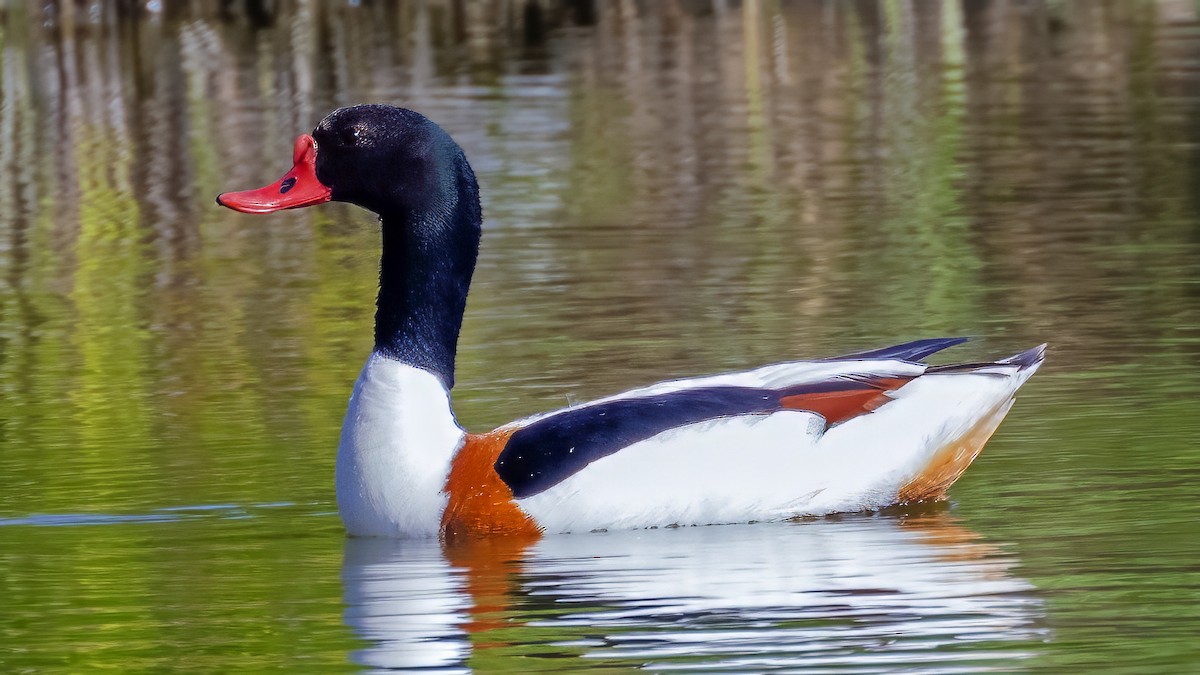 Common Shelduck - ML620178147