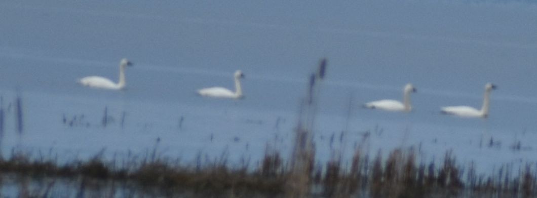 Trumpeter/Tundra Swan - ML620178154