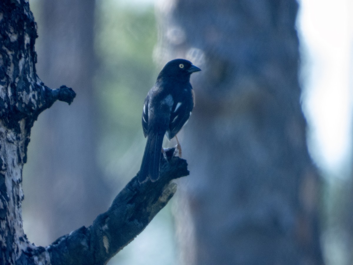 Eastern Towhee (White-eyed) - ML620178157