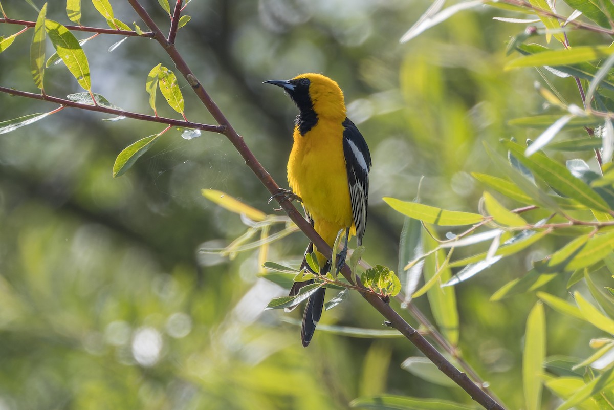 Hooded Oriole - ML620178165