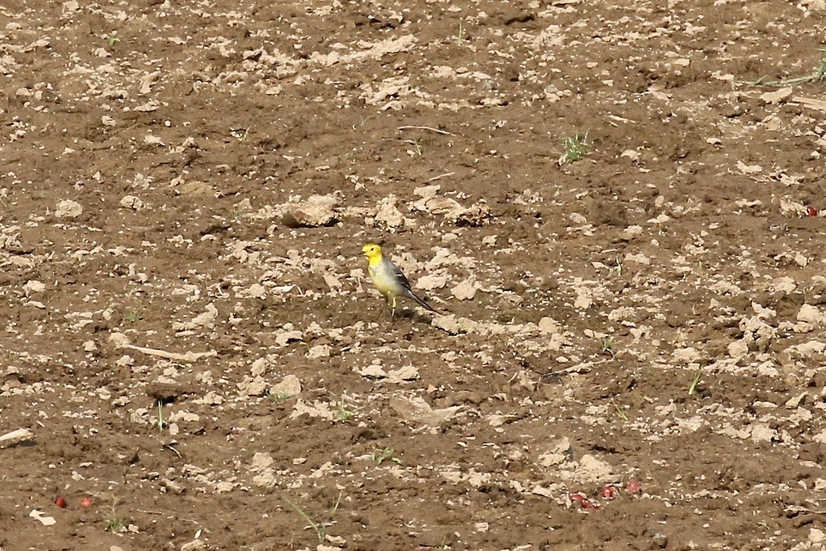 Citrine Wagtail - ML620178167