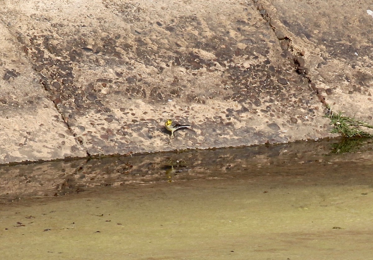 Citrine Wagtail - ML620178168