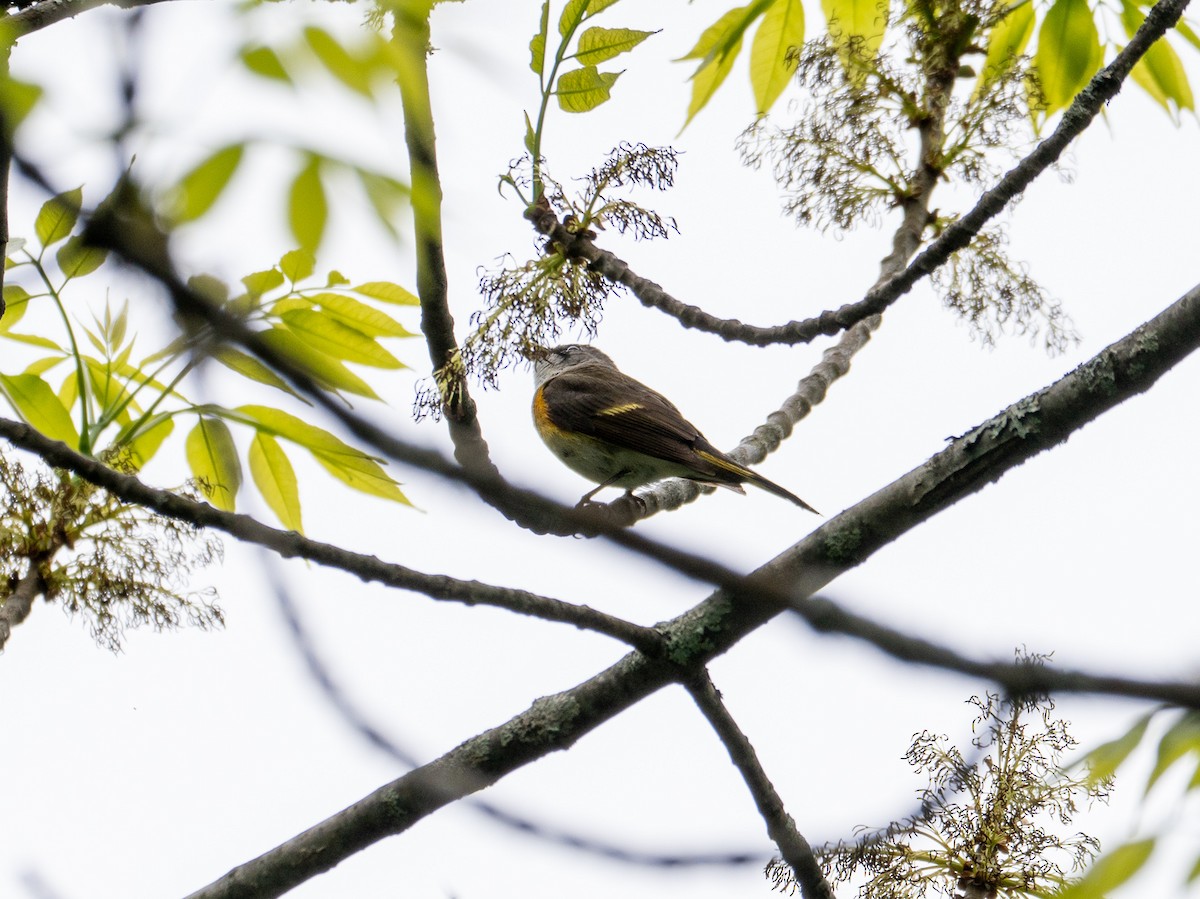 rødstjertparula - ML620178174