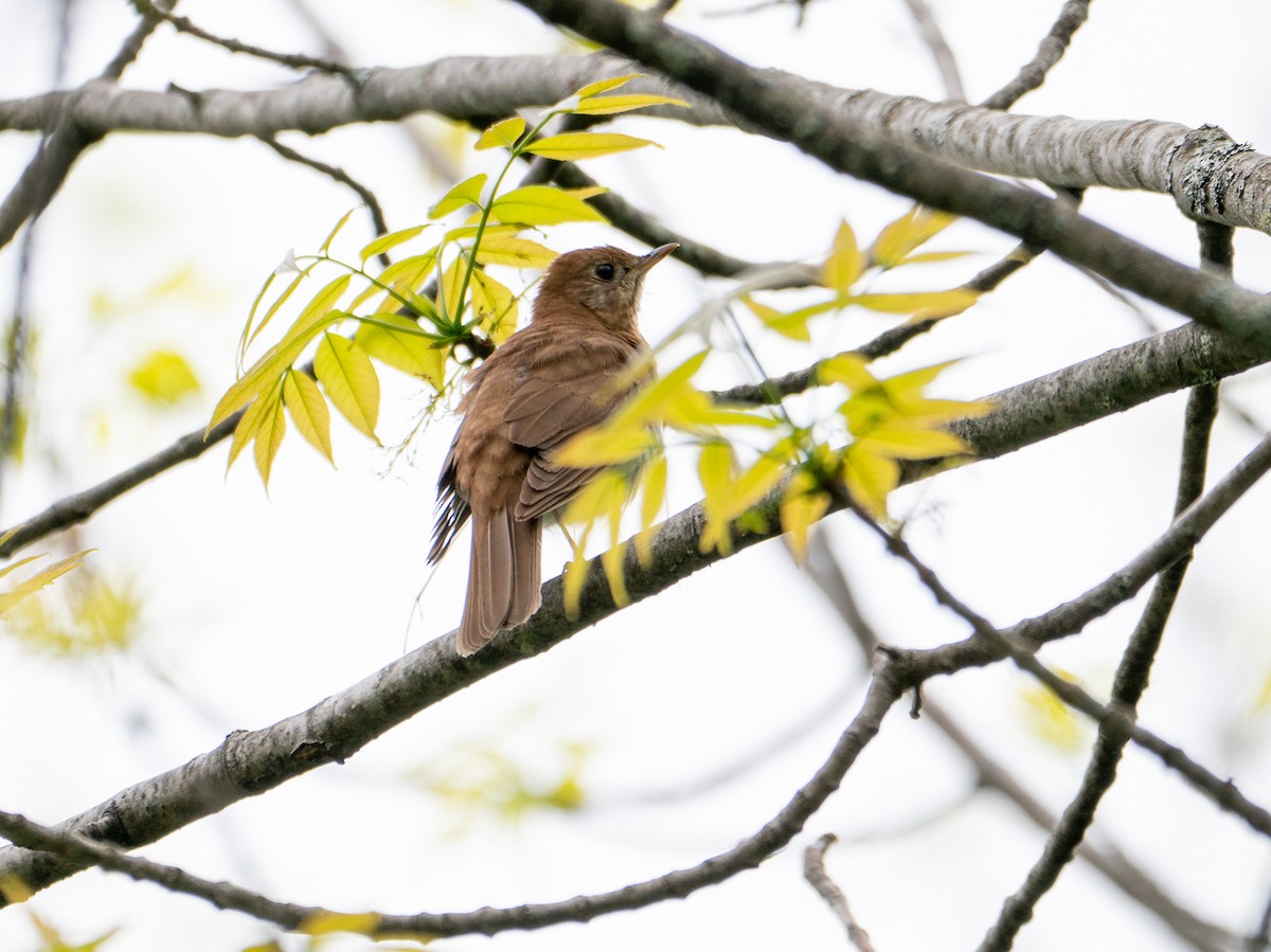 Weidenmusendrossel - ML620178181