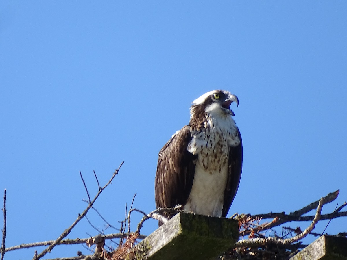 Águila Pescadora - ML620178186