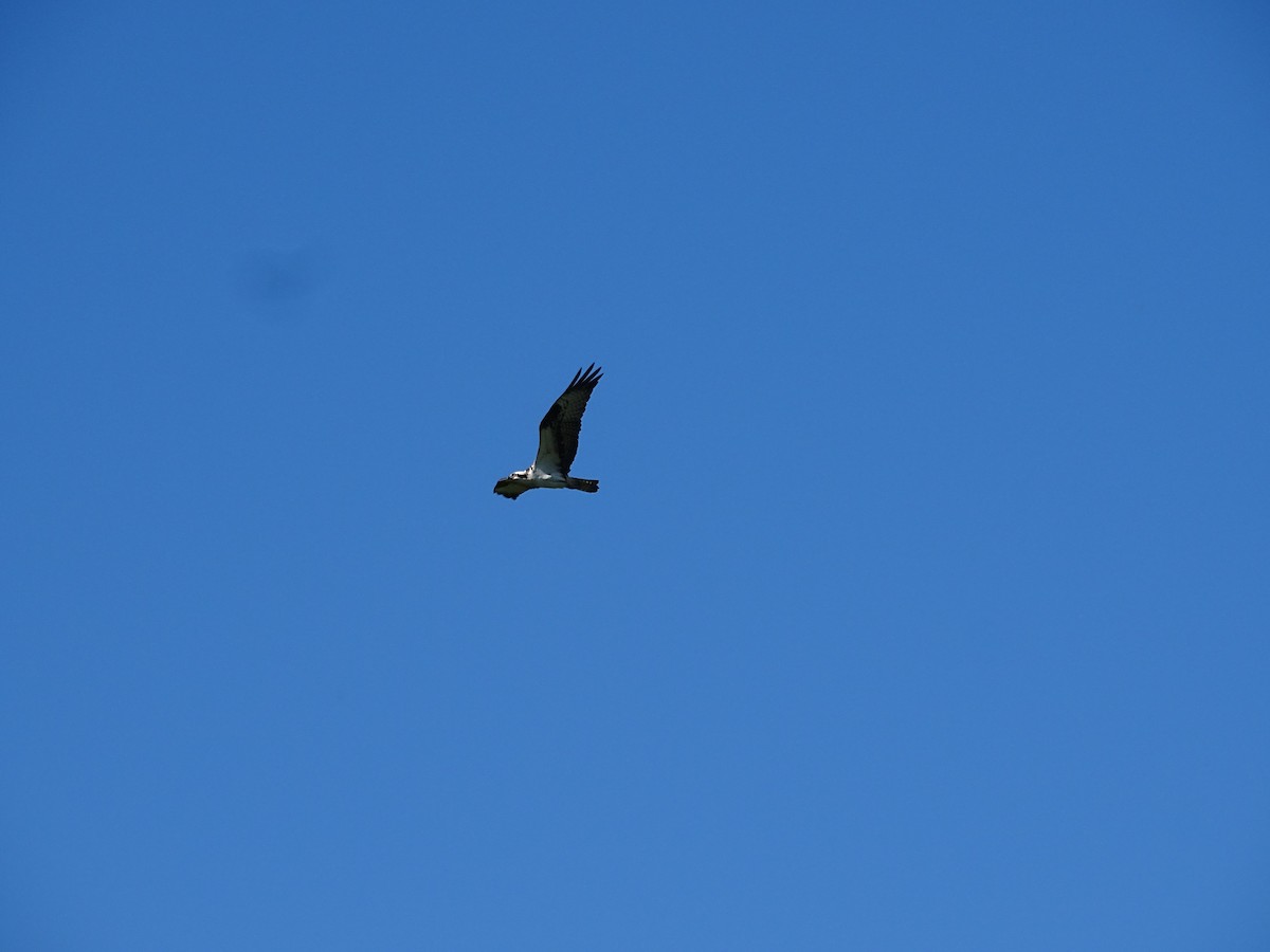 Águila Pescadora - ML620178187