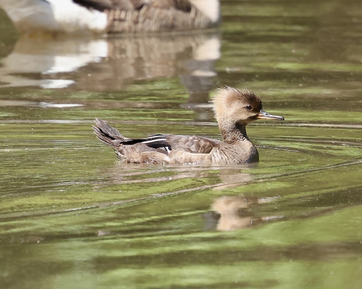 Hooded Merganser - ML620178189