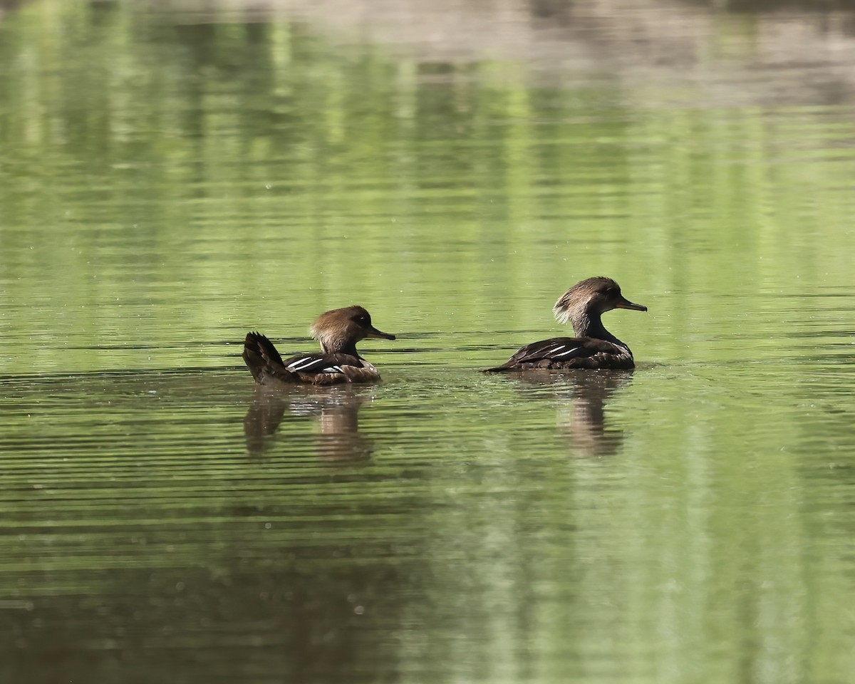 Hooded Merganser - ML620178190