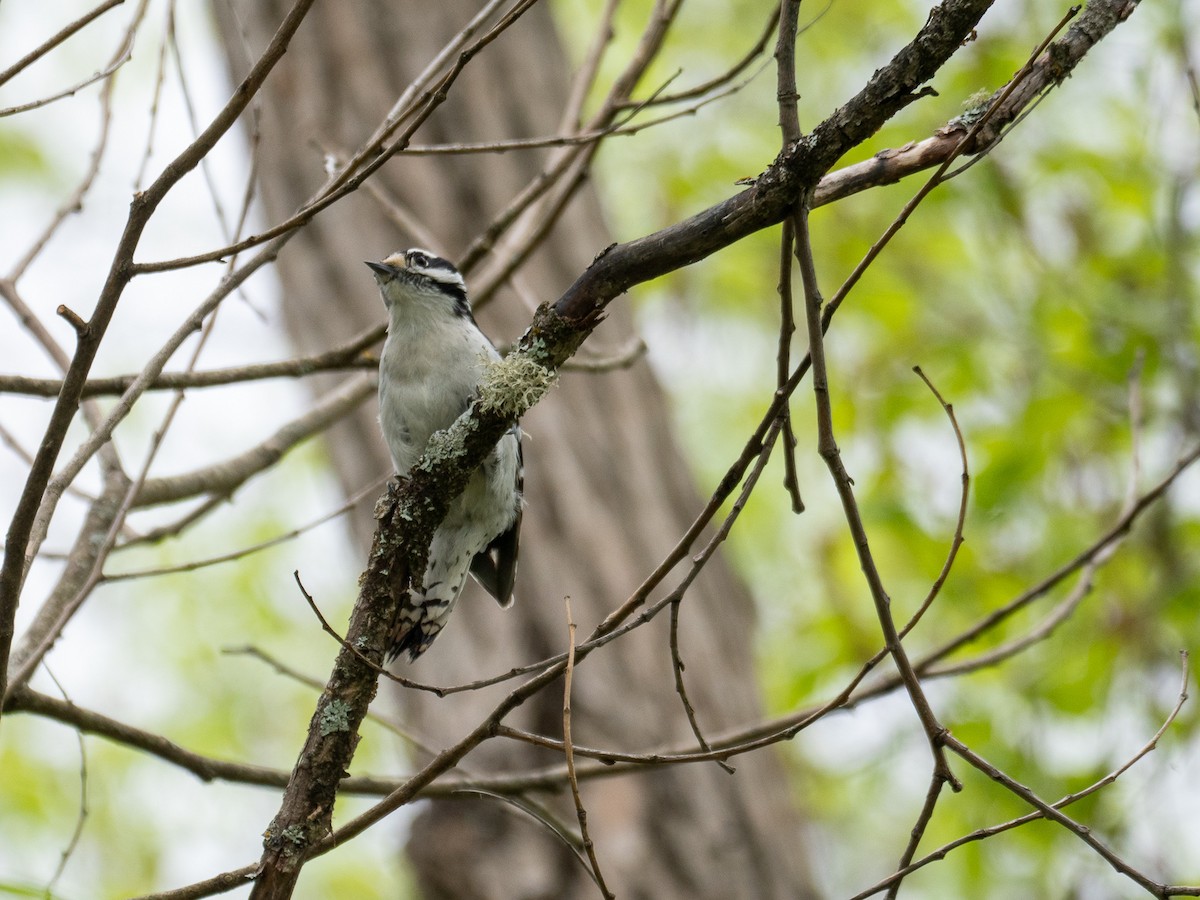 Downy Woodpecker - ML620178193