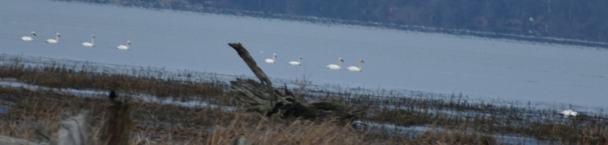 Trumpeter/Tundra Swan - ML620178196