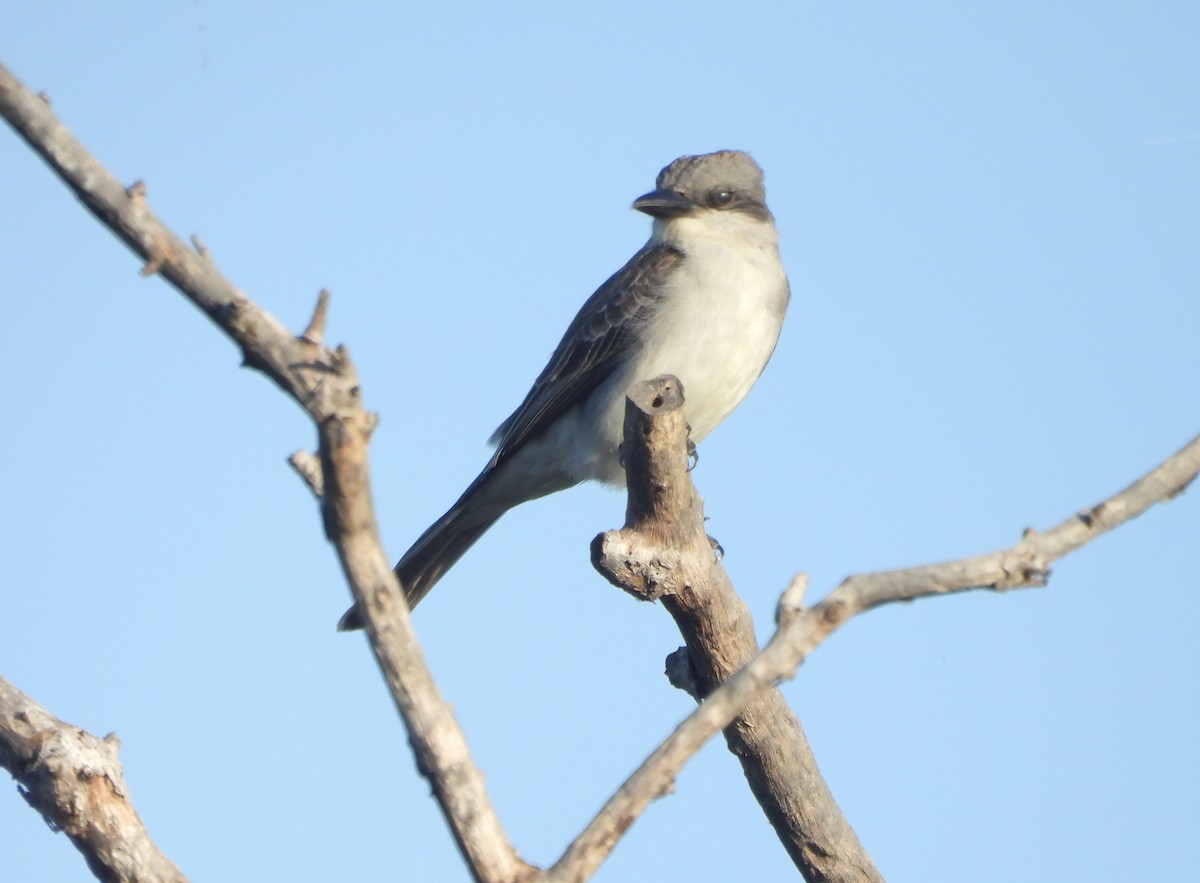 Gray Kingbird - ML620178210