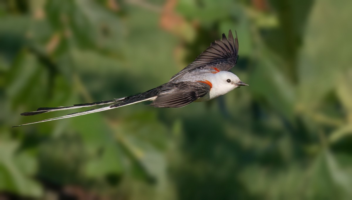 Scissor-tailed Flycatcher - ML620178212