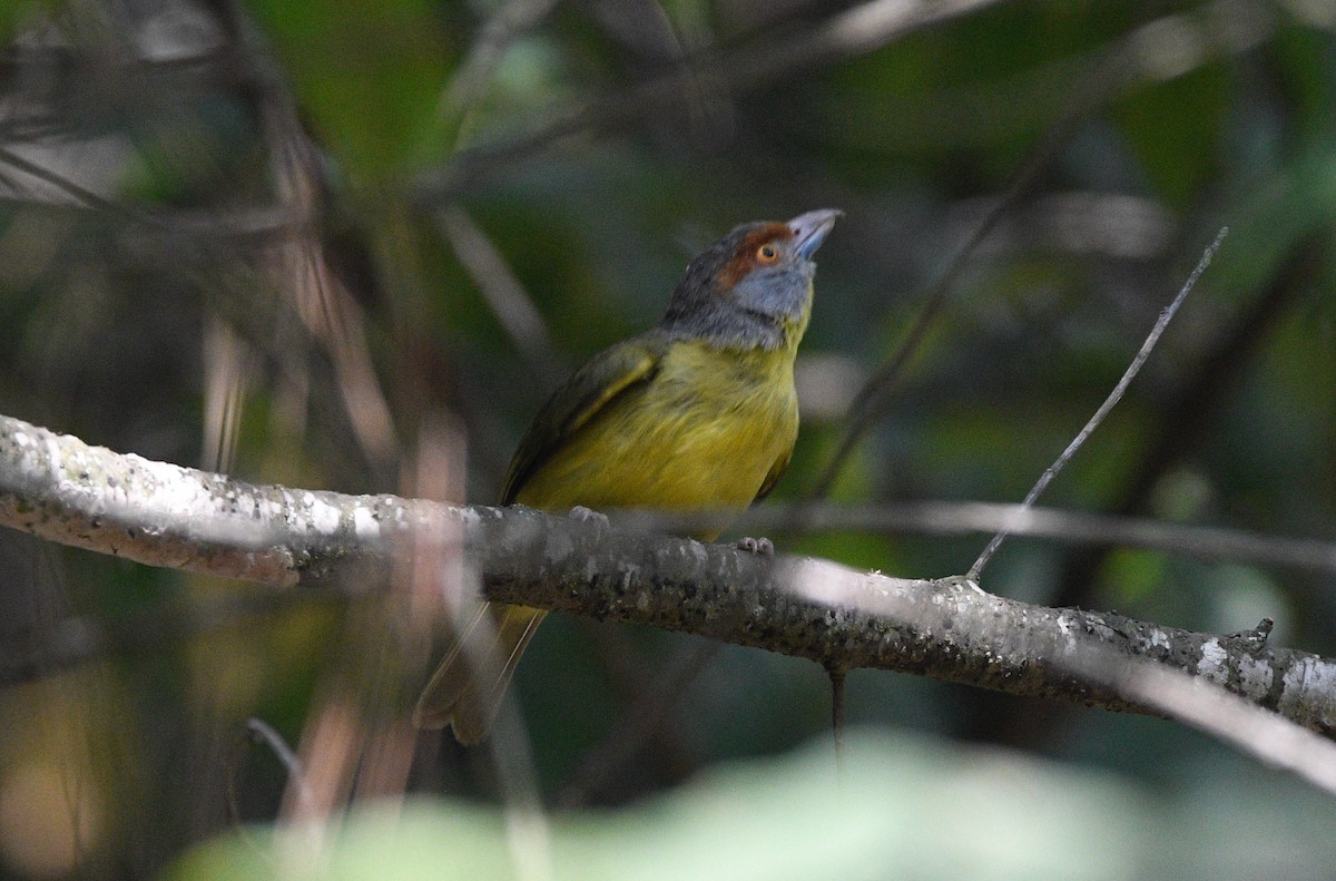 Rufous-browed Peppershrike - ML620178213