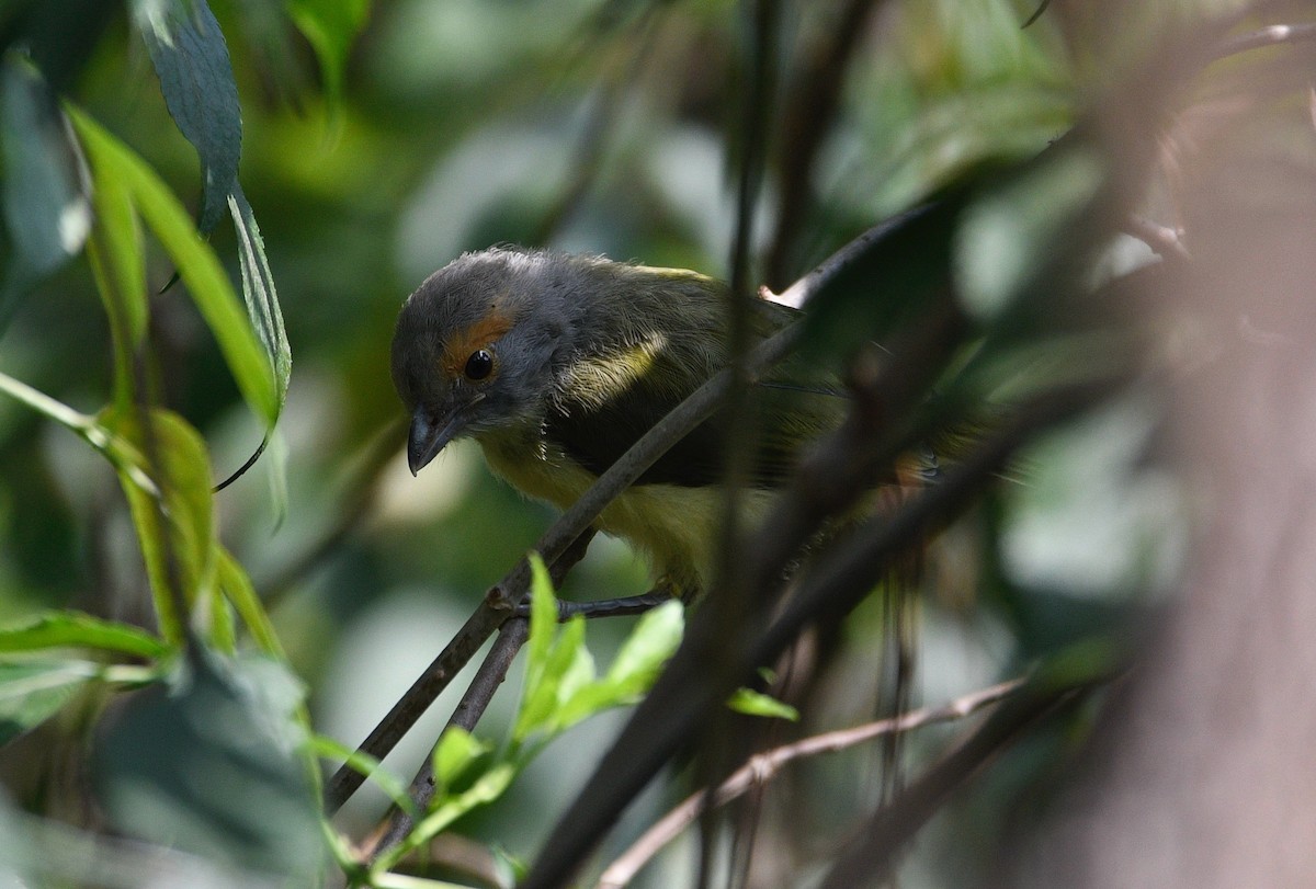 Rufous-browed Peppershrike - ML620178214