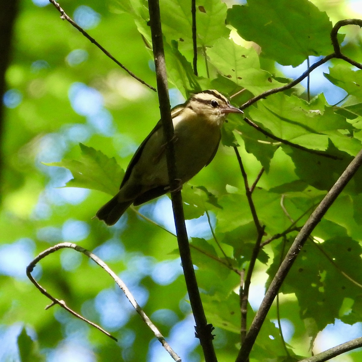 Worm-eating Warbler - ML620178221