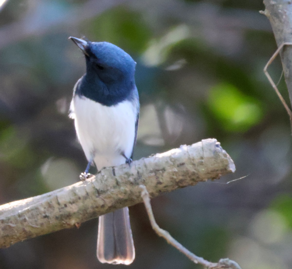 Leaden Flycatcher - ML620178233