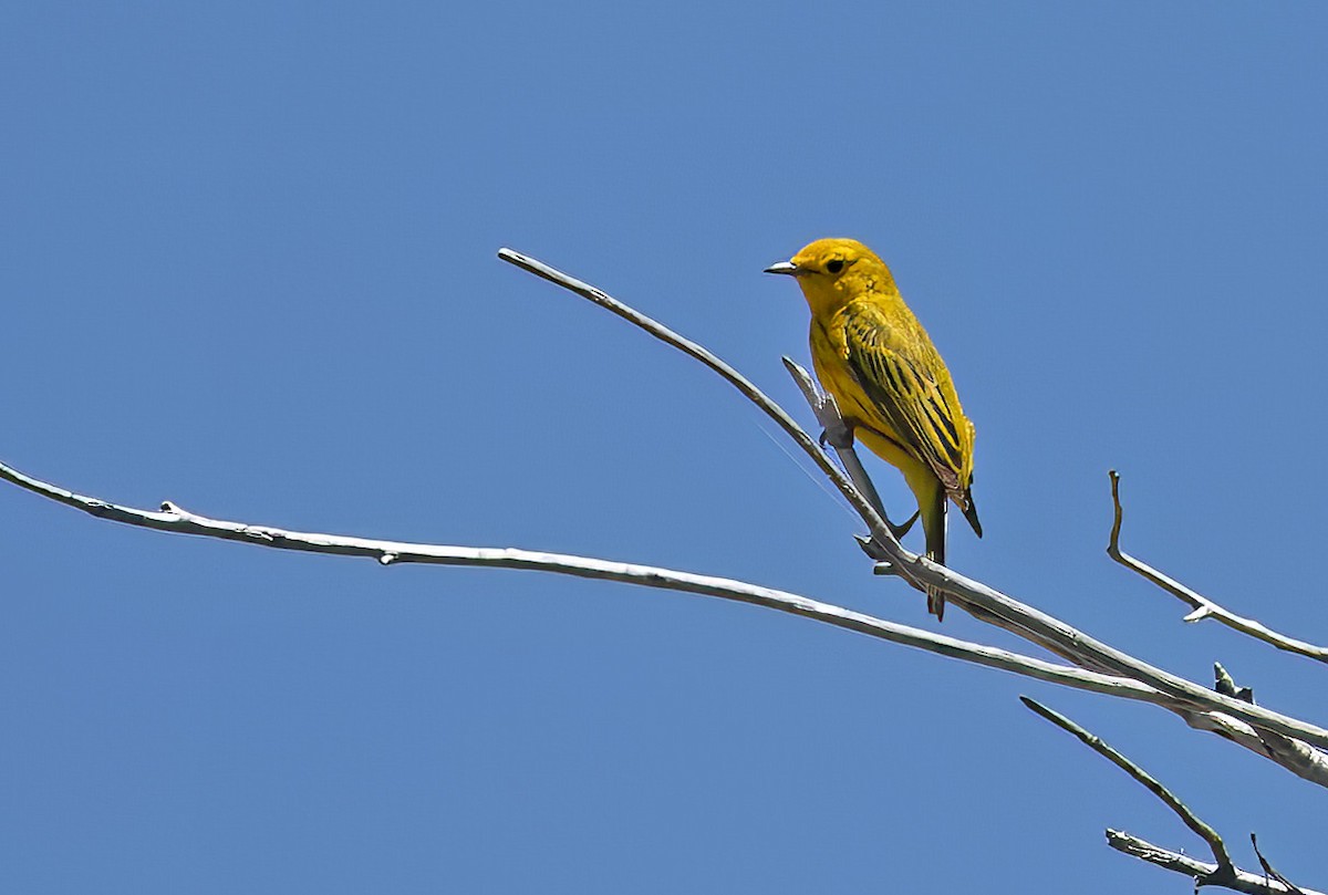 Yellow Warbler - ML620178235