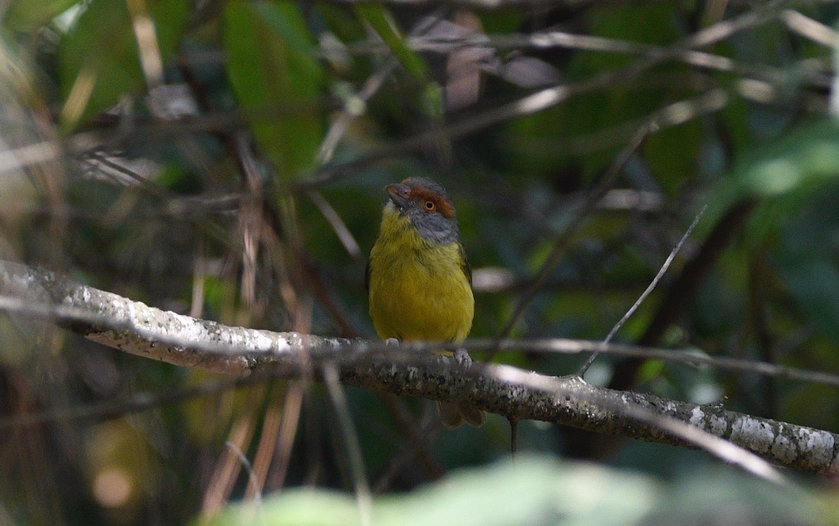 Rufous-browed Peppershrike - ML620178237