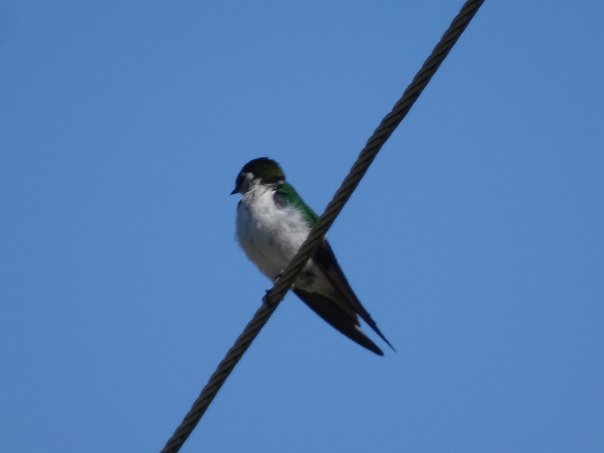 Violet-green Swallow - ML620178238