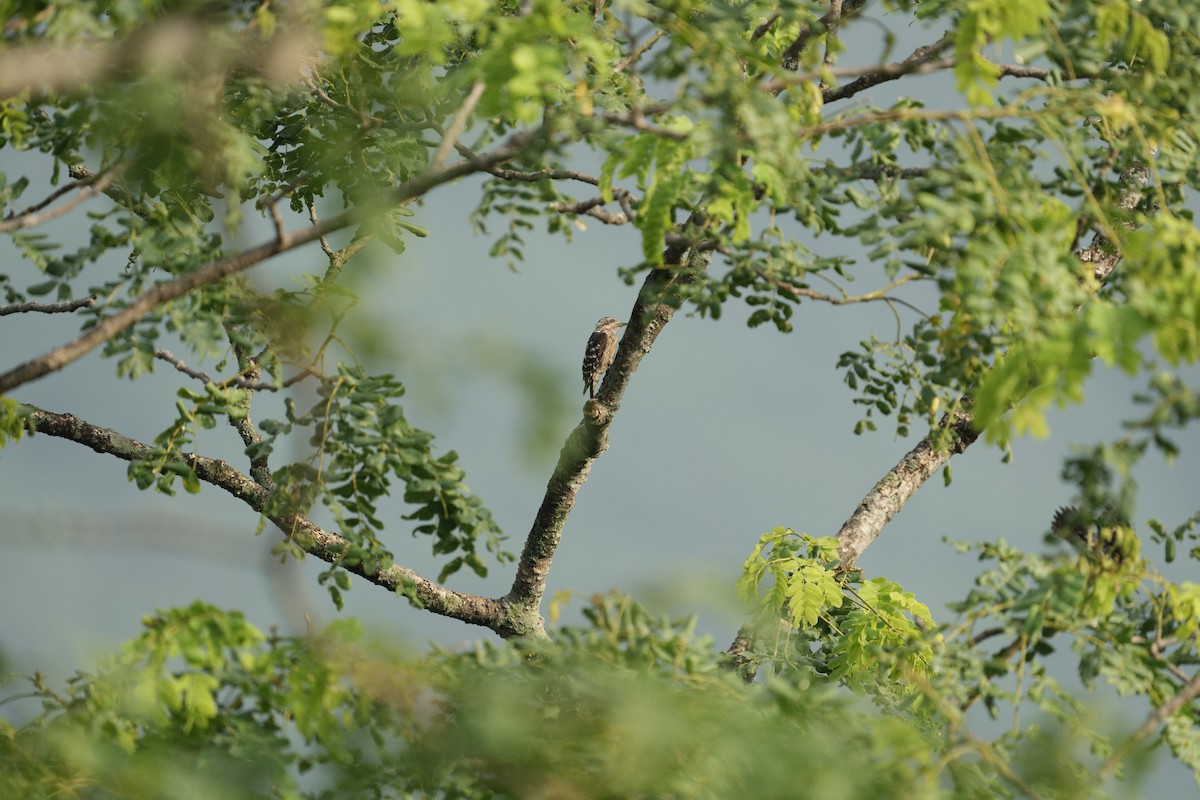 Gray-capped Pygmy Woodpecker - ML620178241