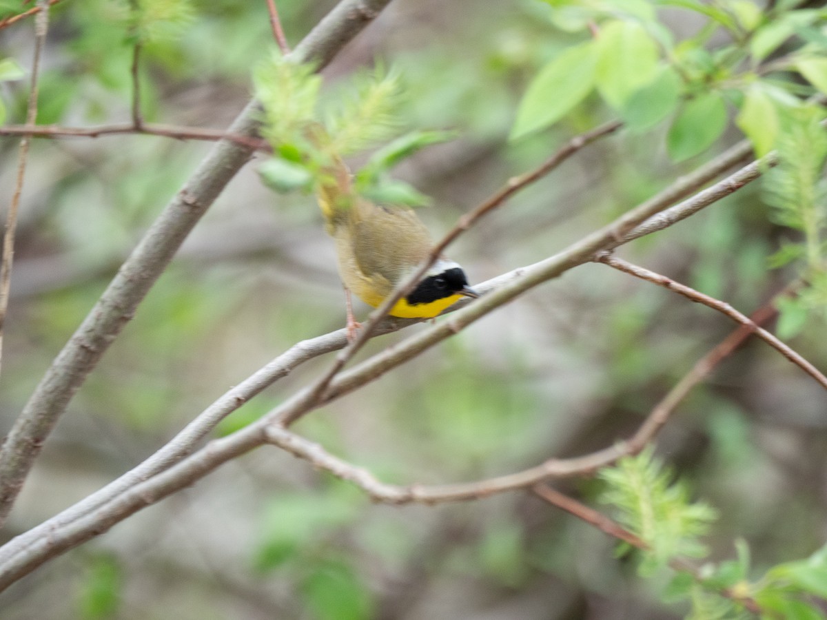 Common Yellowthroat - ML620178248