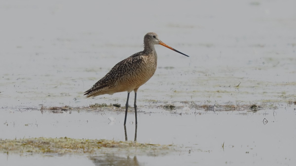 Marbled Godwit - ML620178249