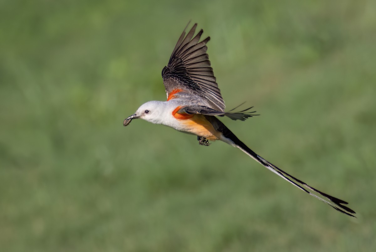 Scissor-tailed Flycatcher - ML620178251