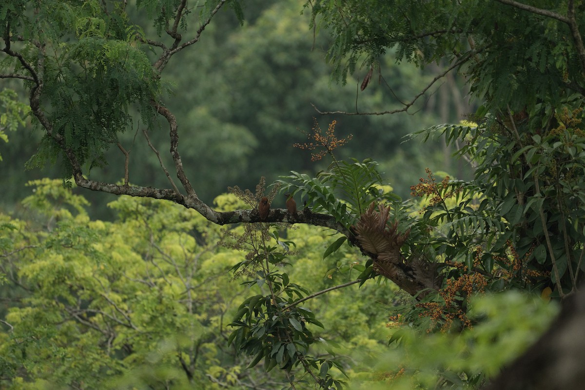 Rufous Woodpecker - ML620178252