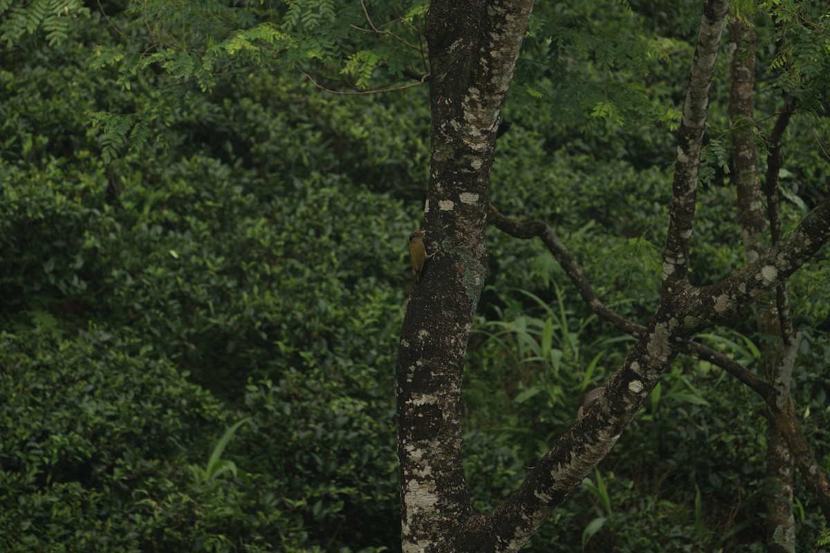 Streak-throated Woodpecker - ML620178261