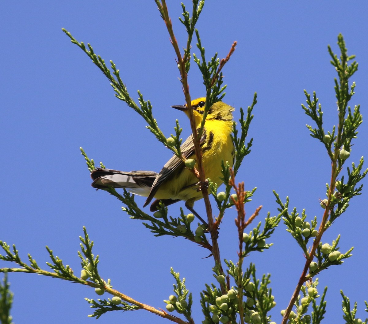 Rotmantel-Waldsänger - ML620178262