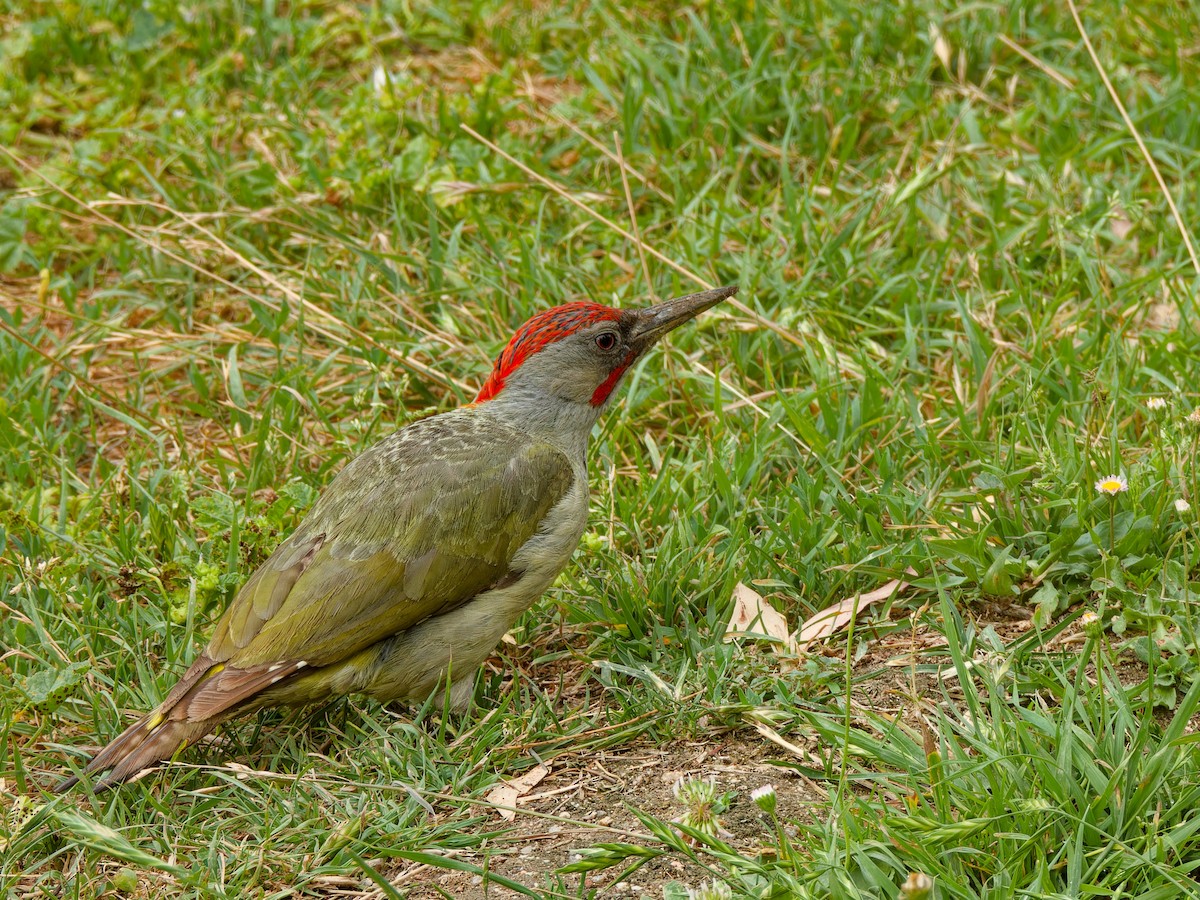 Iberian Green Woodpecker - ML620178263