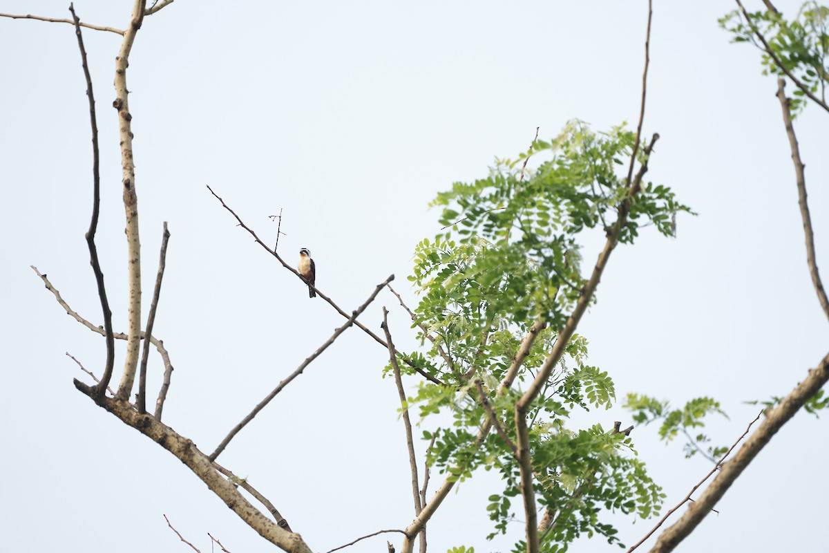 Collared Falconet - ML620178266