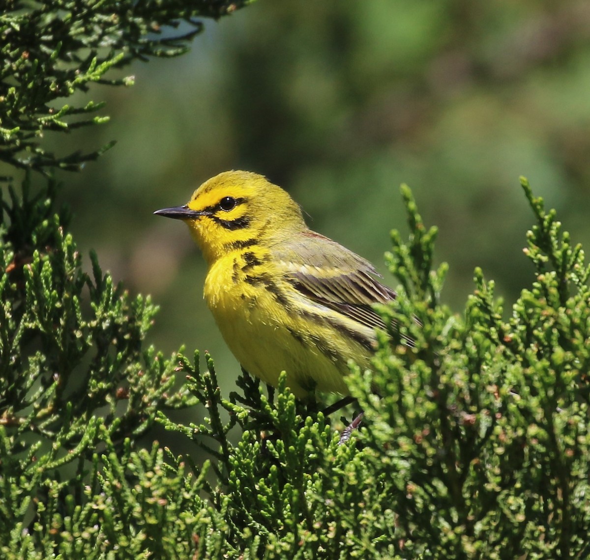 Prairie Warbler - ML620178273