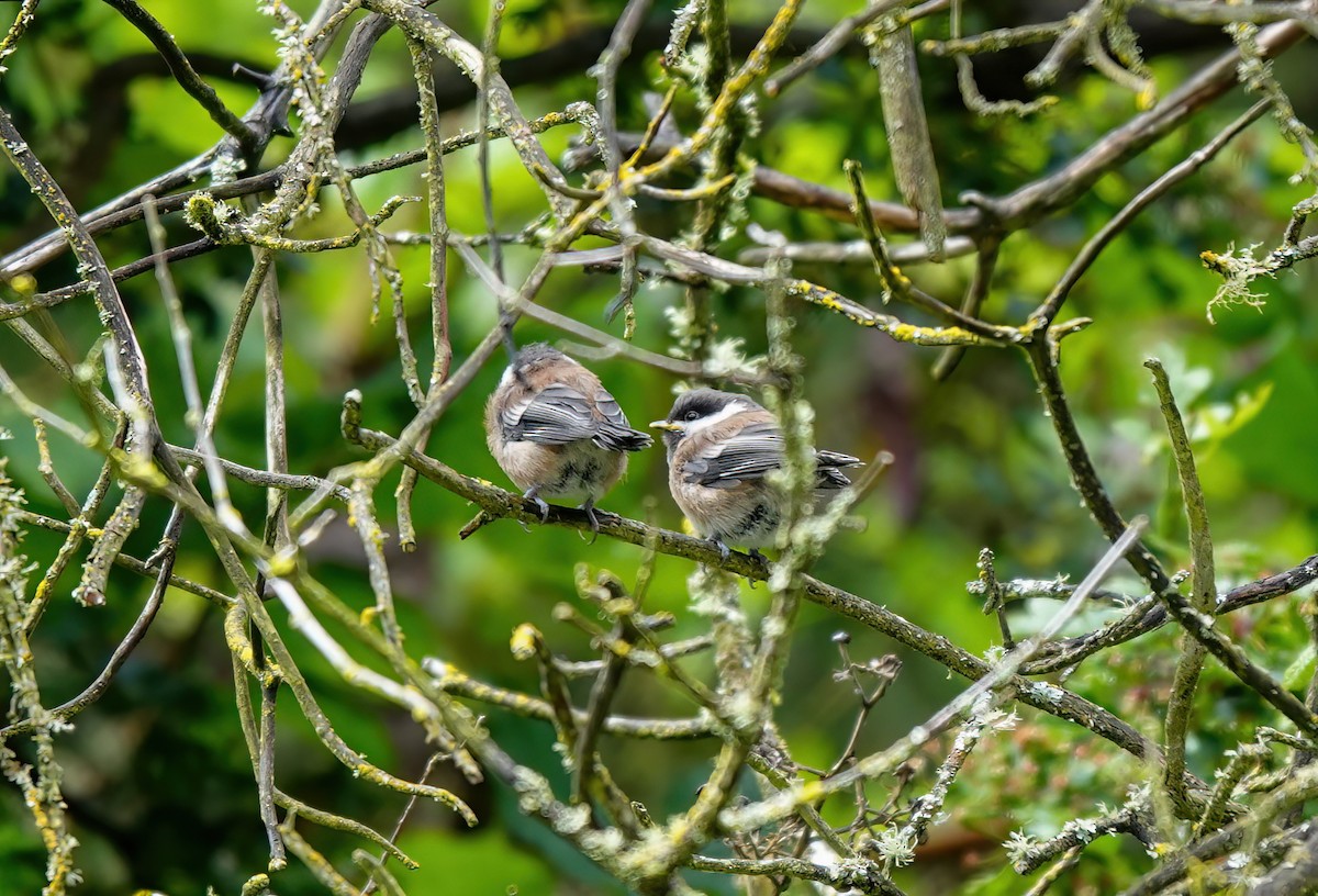 Mésange à dos marron - ML620178274