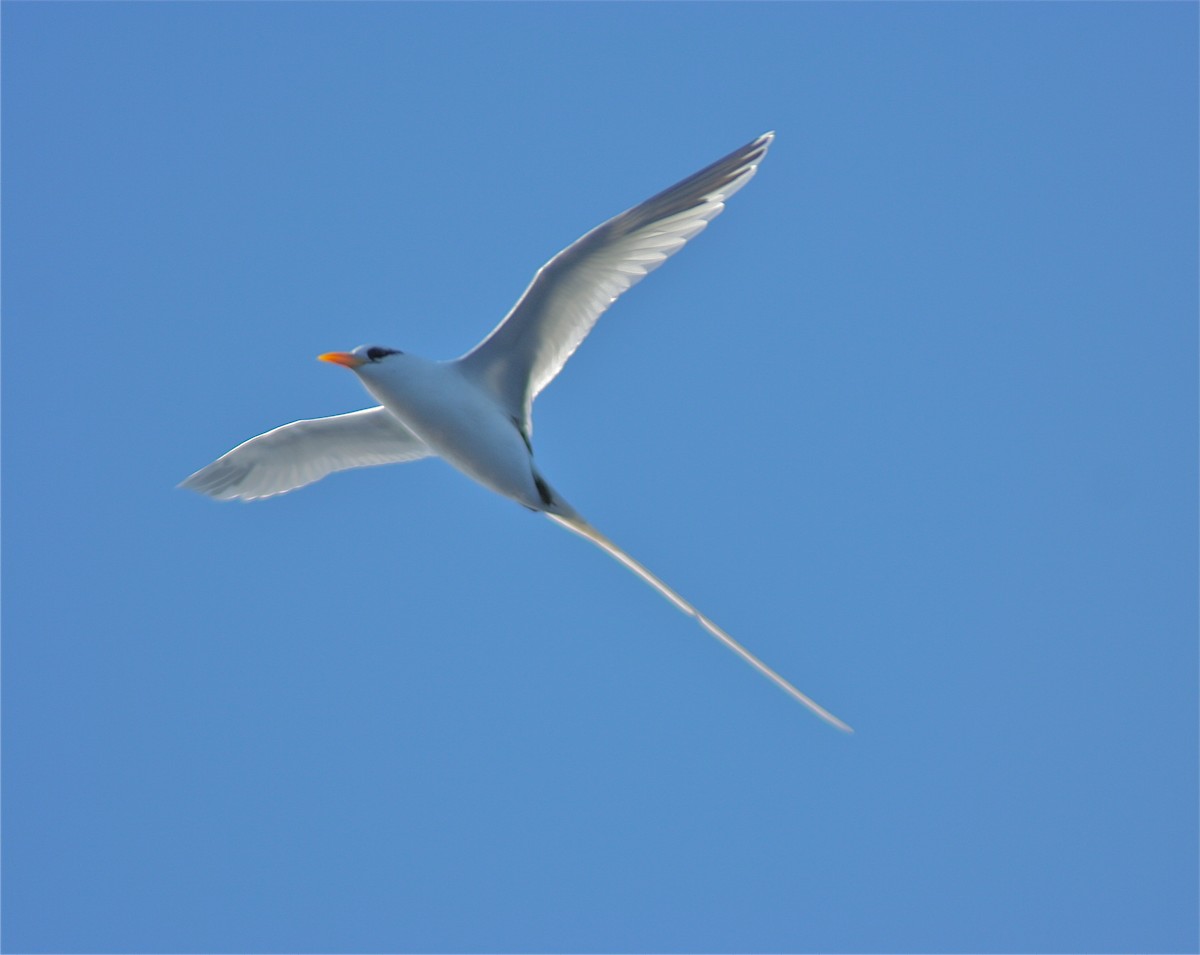 White-tailed Tropicbird - ML620178275