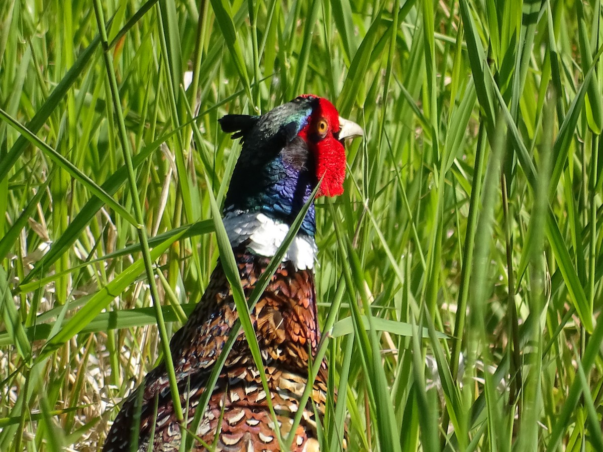 Ring-necked Pheasant - ML620178279