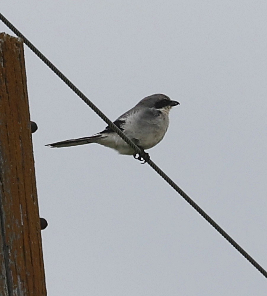 Loggerhead Shrike - ML620178281