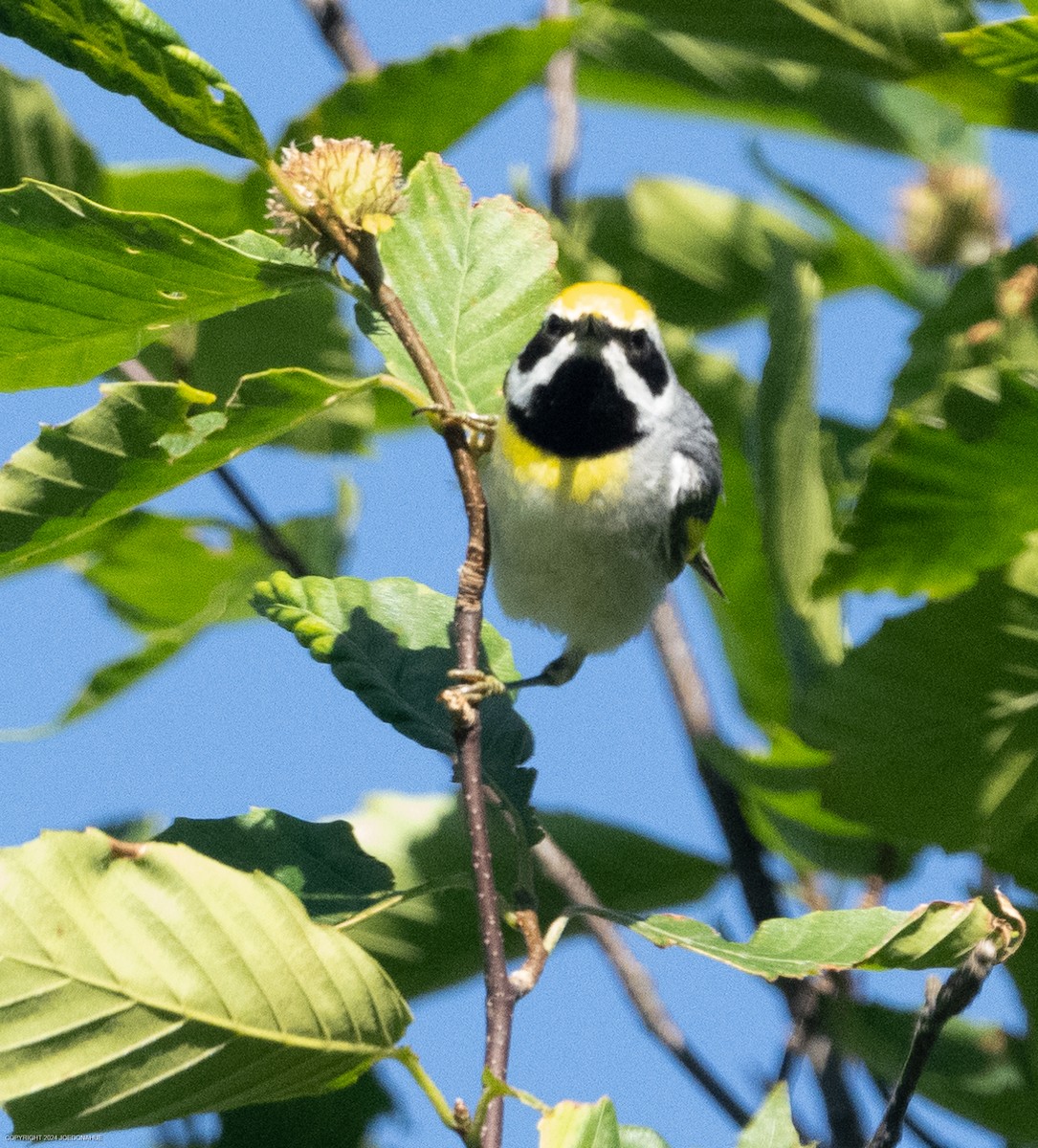 Golden-winged Warbler - ML620178284