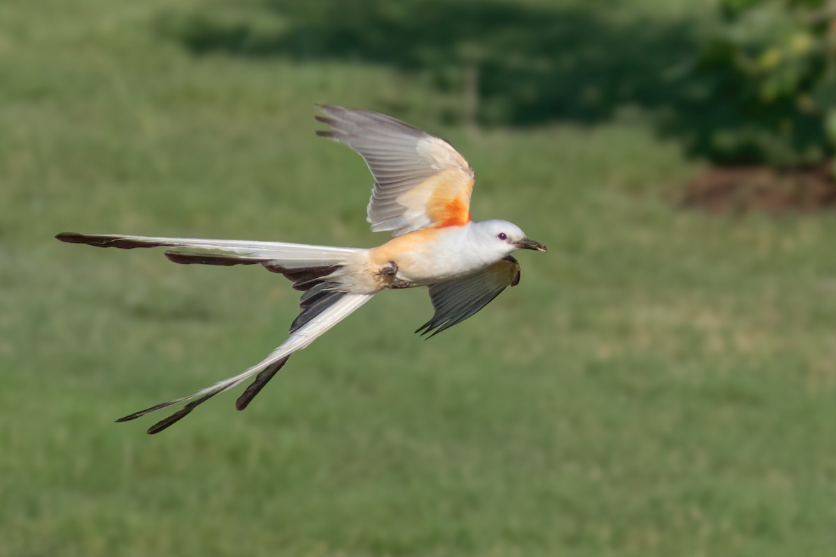 Scissor-tailed Flycatcher - ML620178291