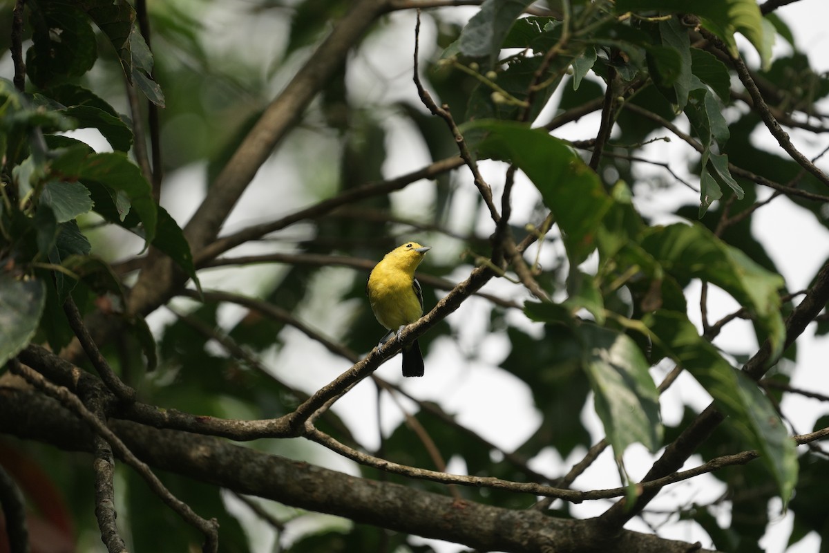 Common Iora - ML620178293