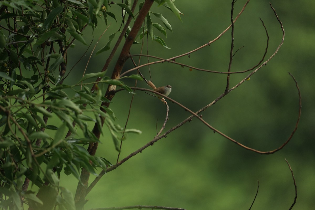 Rufescent Prinia - ML620178296