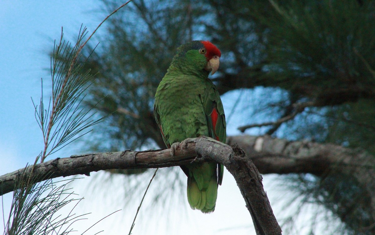 Red-crowned Parrot - ML620178302