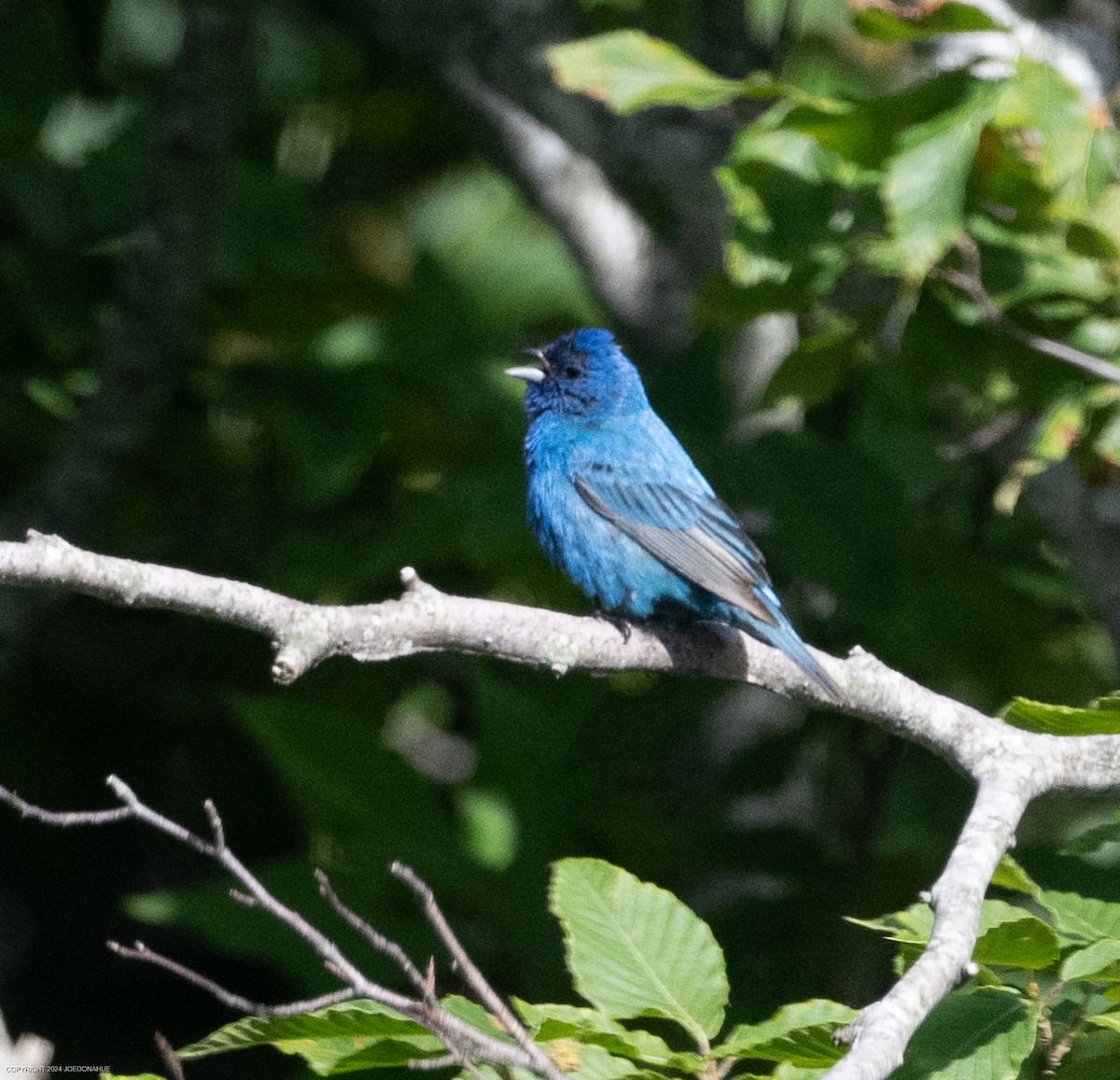 Indigo Bunting - ML620178305