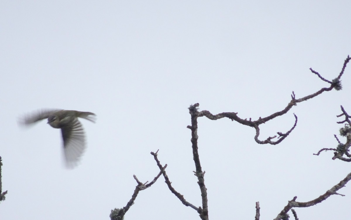 Kızıl Gözlü Vireo - ML620178308