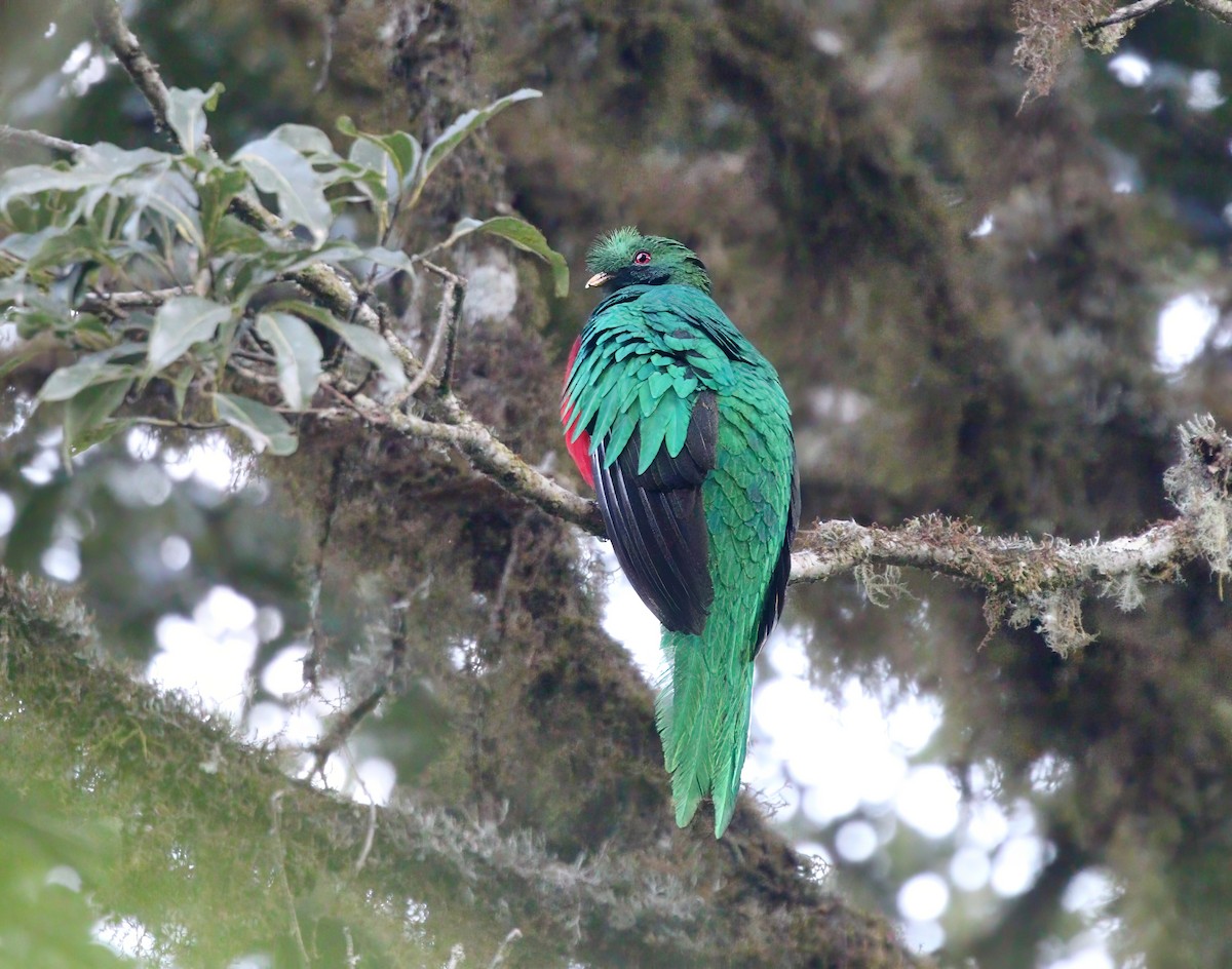 Crested Quetzal - ML620178319