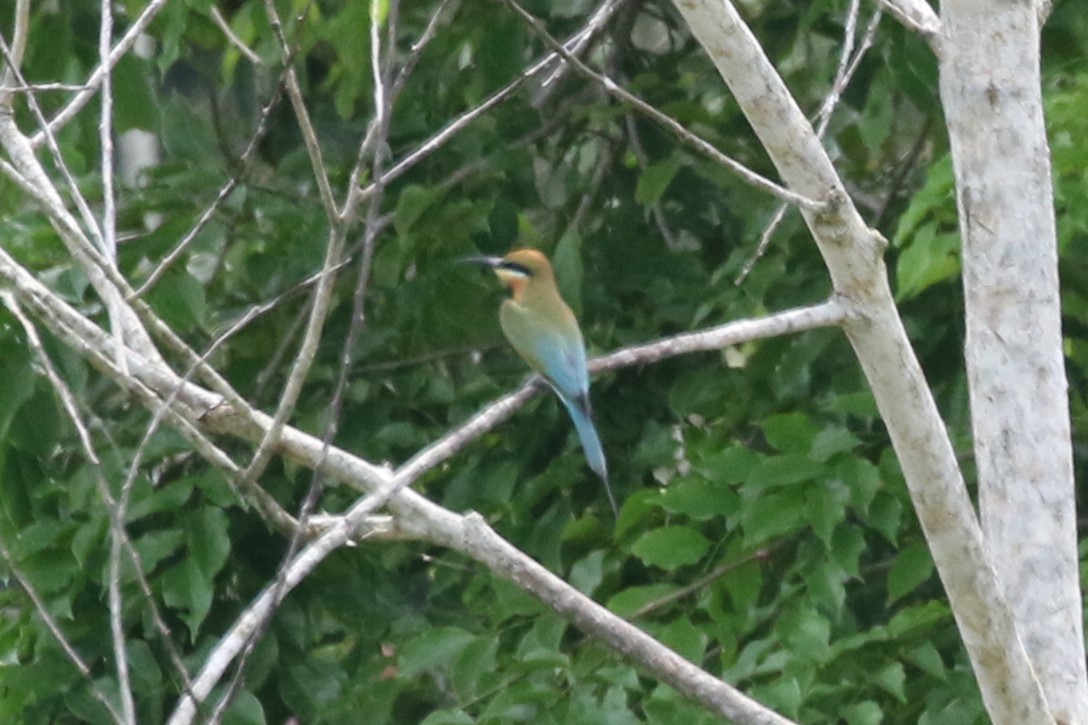 Blue-tailed Bee-eater - ML620178321