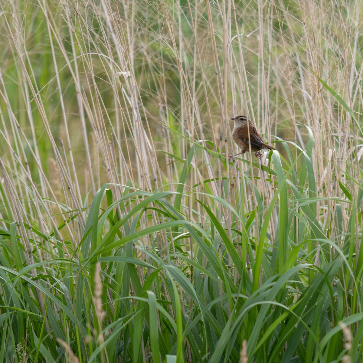 Marsh Wren - ML620178332